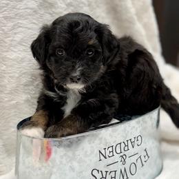 Grey collar toy - Black tri-color male Aussiedoodle puppy in 32046, Florida from River Hill Ranch