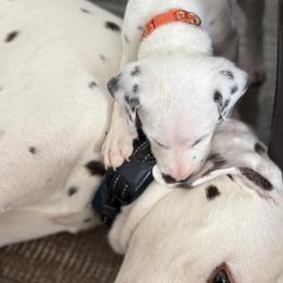 Chedder - White and black male Dalmatian puppy in Hastings, Florida from Love My Spotty Dalmatians