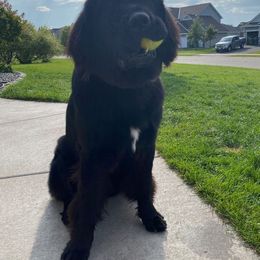 Newfoundland Puppies from Lake Country Newfoundlands