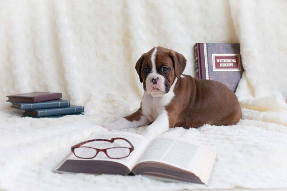 BellRidge Boxers in Tennessee | Boxer puppies | Good Dog