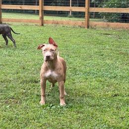 Paloma - Lilac female American Bully puppy in Virginia from Terminal Velocity Kennels LLC