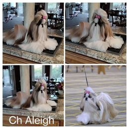 Ch Aleigh - Shih Tzu