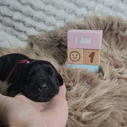 Hot pink collar - Black female Cane Corso puppy in Fritch, Texas from Carrie Brown's Cane Corsos