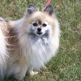 Pomeranians from Tami's Dazzling AKC Pomeranians