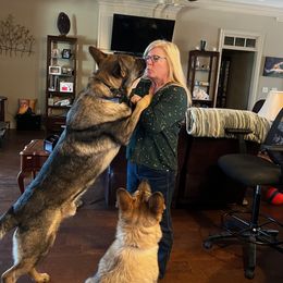 German Shepherd All Grown Up from A2 German Shepherd Dogs