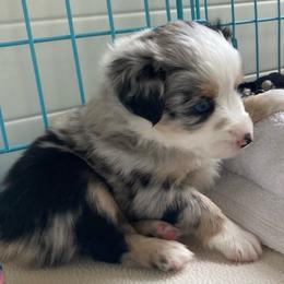 Miniature Australian Shepherd Puppies from Blue Skye's Miniature Australian Shepherds