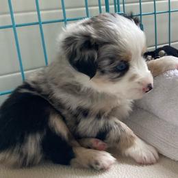 Miniature Australian Shepherd Puppies from Blue Skye's Miniature Australian Shepherds