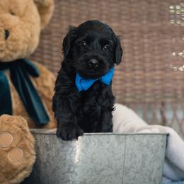 "Blue Boy Storm" Australian Labradoodle Puppies from Forever Friends Labradoodles
