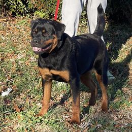 Pele vom Blaurasen - Black and mahogany female Rottweiler puppy in Burlington, Kentucky from vom Blaurasen Rottweilers