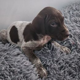 Gsp - German Shorthaired Pointer
