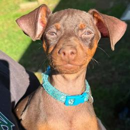 Light Blue Collar Male - Chocolate and rust male Miniature Pinscher puppy in Wayland, Michigan from Tami DeLeeuw