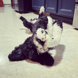 Mick - Sheepadoodle