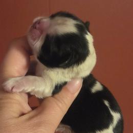 Oakley - Black and white male Shih Tzu puppy in Waynesboro, Pennsylvania from Big Win Shih Tzus