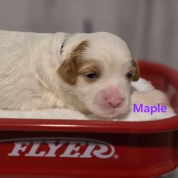 Maple - Parti female Goldendoodle puppy in Summerville, South Carolina from Channys Doodles