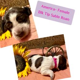 America - Liver white and roan female English Springer Spaniel puppy in Madison, Indiana from McCollough's Pawsome Spaniels and Danny's Delightful Dachshunds