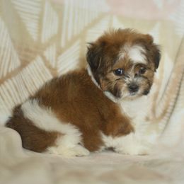 Anastasia - Brown and white female Shichon puppy in Delta, Colorado from PTK Ranch