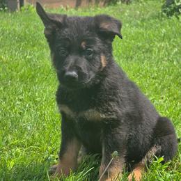 Mr Blue - Black and red male German Shepherd puppy in Sumner, Iowa from Vom Wilke Kennels