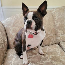 Willow - Boston Terrier
