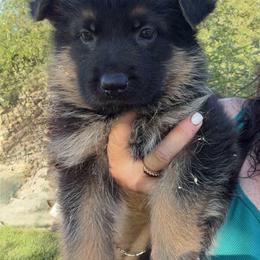 Zorro - Black and red male German Shepherd puppy in Whitewater, California from Vom Haus Metzler Shepherds