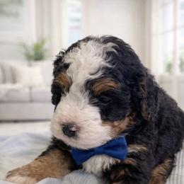 Tucker - Tri-color male Bernedoodle puppy in Ormond Beach, Florida from Florida Coast Doodles