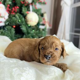 Coco - Red female Cavapoo puppy in Melissa, Texas from Southern Love Cavapoos & Maltipoos
