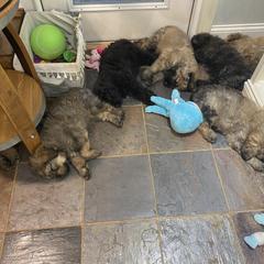 Bouvier des Flandres Puppies from Julie Smith