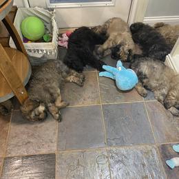 Bouvier des Flandres Puppies from Julie Smith