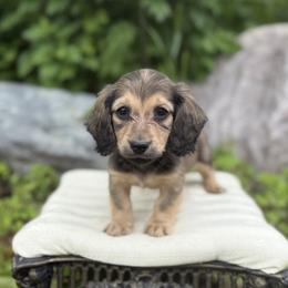 Boy 1 - male Dachshund puppy in Crystal, Michigan from Mare-bella Dachshunds