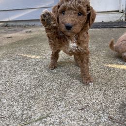 Goldendoodle Puppies from DeBerrys Doodles