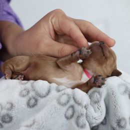 Cavapoo and Saint Bernard Puppies from Horseshoe Drive Kennel