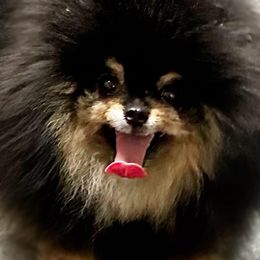 Chicory - Pomeranian