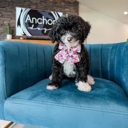B U M B L E - teddy bear - 10-15 lbs - Black and white female Bernedoodle puppy in Pleasant View, Utah from Anchor Dogs