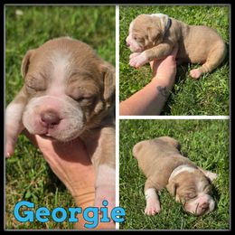 Georgie - Fawn brindle male Olde English Bulldogge puppy in Wheeler, Michigan from Haase Family Kennels