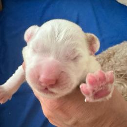 Solo - Parti male Goldendoodle puppy in Mountain Home, Idaho from MightyDoods