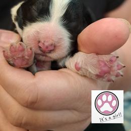 Emily - Black and white female Bernedoodle puppy in Lafayette, Alabama from Williams Lake Doodles