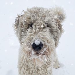 Whoodles from Leshas Whoodles