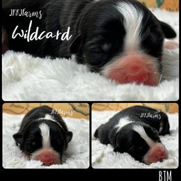 2 Wildcard, BTM - Black tri-color male Australian Shepherd puppy in Huntington, Texas from JKKJ Farms, LLC