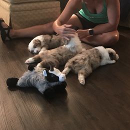 Australian Shepherd Puppies from Thousand Hills Australian Shepherds