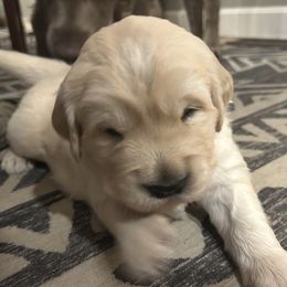 Golden Retriever puppies from Monadnock Goldens