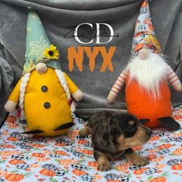 Nyx - Dapple female Dachshund puppy in Huntington, Texas from Camacho_Dachshunds