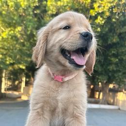 Light Pink Collar Gal - Golden female Golden Retriever puppy in San Jacinto, California from Golden Retriever Puppy Bliss