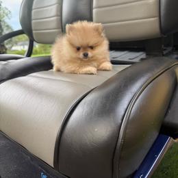 Girl 1 - Beaver female Pomeranian puppy in Bonita Springs, Florida from 🤎 Dreaming Puppies 🐶