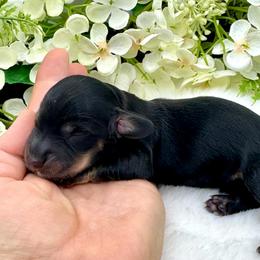 Ivan - Black and cream male Dachshund puppy in Exeter, California from Sawtooth Miniature Dachshunds