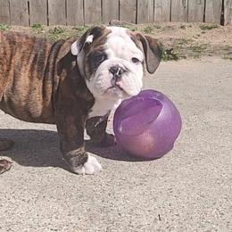 Bulldog Puppies from Mary Estabrook