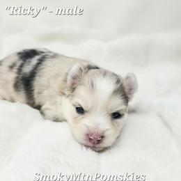 Ricky - Merle male Pomsky puppy in Christiana, Tennessee from Smoky Mountain Pomskies