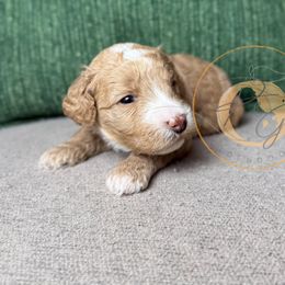 Colonel Mustard (yellow collar male) - Apricot male Goldendoodle puppy in Murrieta, California from Apricot Poodles & Goldendoodles, LLC