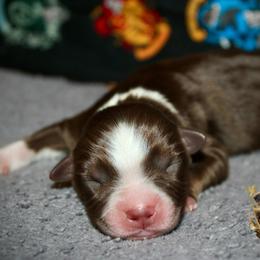 Ranger - Red tri male Miniature Australian Shepherd puppy in El Dorado Springs, Missouri from HP Aussie Kennels