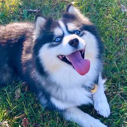 Pocus - Pomsky