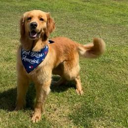 My Little Star Lala Lu - Dark golden female Golden Retriever puppy in Tulsa, Oklahoma from Enchanted Goldens