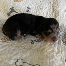 Jack - Dapple male Dachshund puppy in Wolf Lake, Indiana from Canisteo Dachshunds